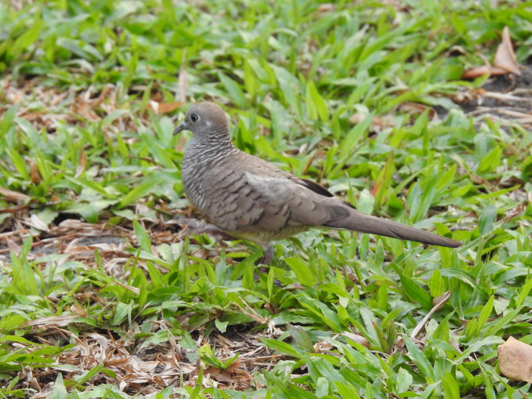 Photo of Zebra Dove at シェムリアップ、カンボジア by hideneil