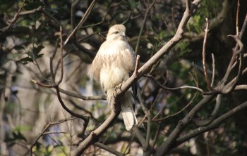 ノスリ 観音崎公園 2020年1月13日(月)