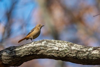 ジョウビタキ 金ヶ崎公園(明石市) 2019年12月23日(月)