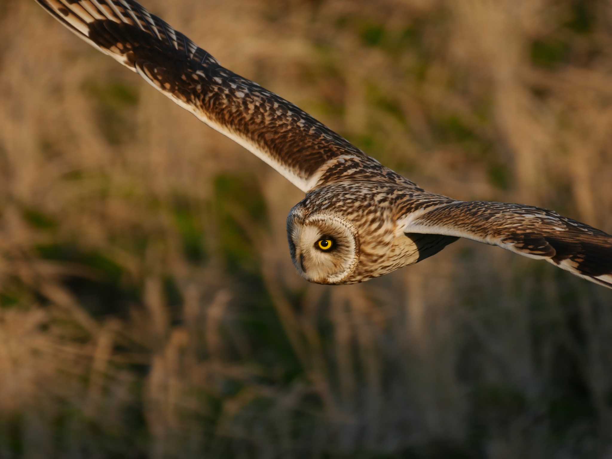 Photo of Short-eared Owl at 千葉県柏市 by のりさん