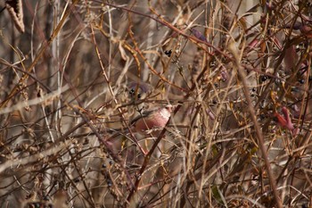 Siberian Long-tailed Rosefinch 長野県（中信） Tue, 1/14/2020