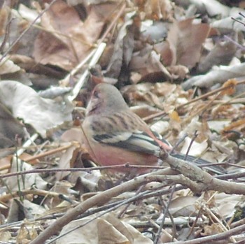 Siberian Long-tailed Rosefinch 長野県軽井沢町 Tue, 1/14/2020