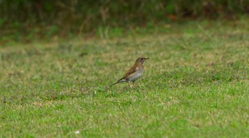 Pale Thrush 国頭村森林公園 Sun, 1/12/2020