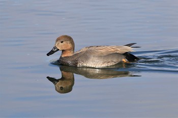 オカヨシガモ 多摩川二ヶ領宿河原堰 2020年1月14日(火)