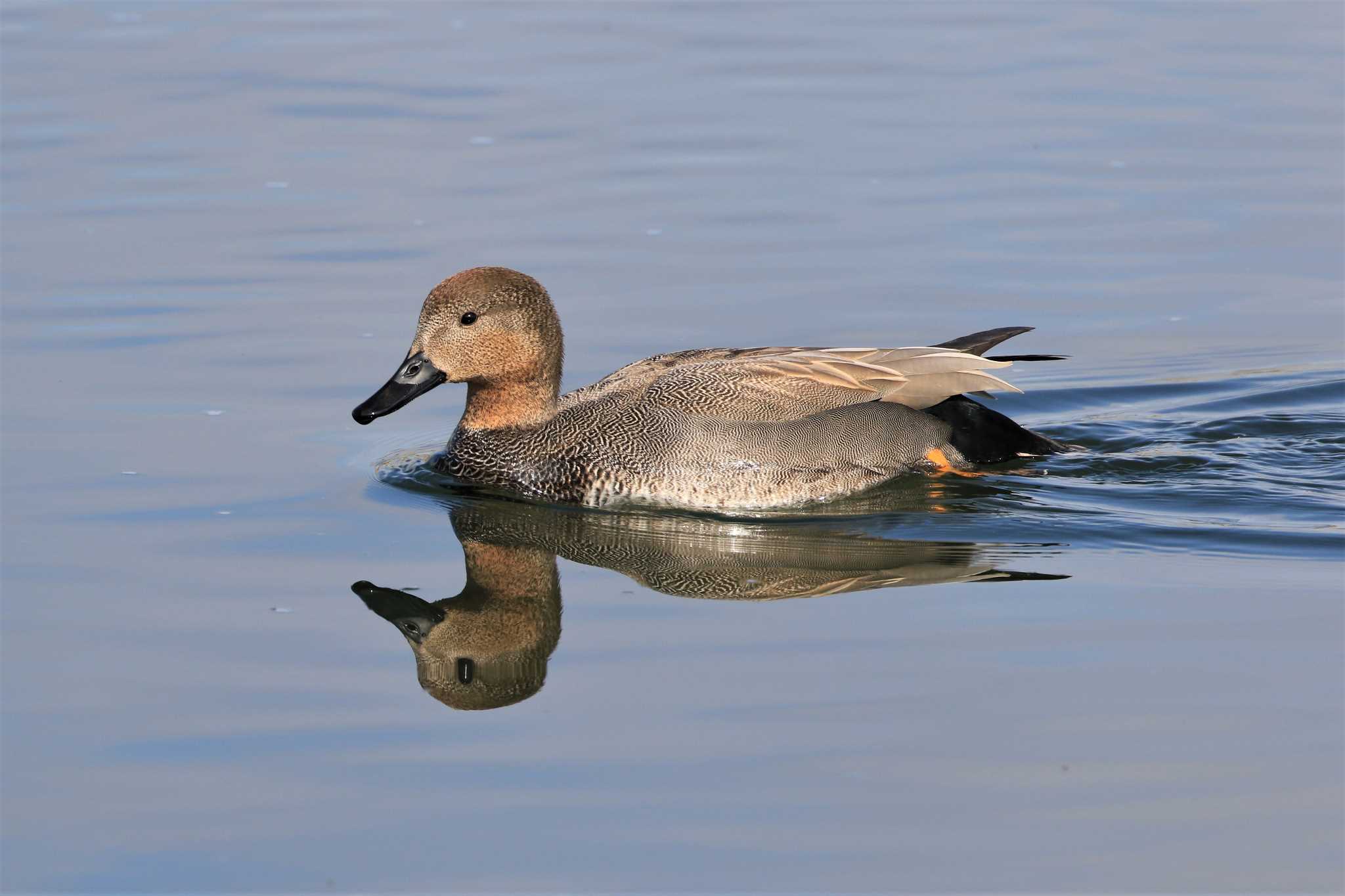 Photo of Gadwall at 多摩川二ヶ領宿河原堰 by Susumu Harada