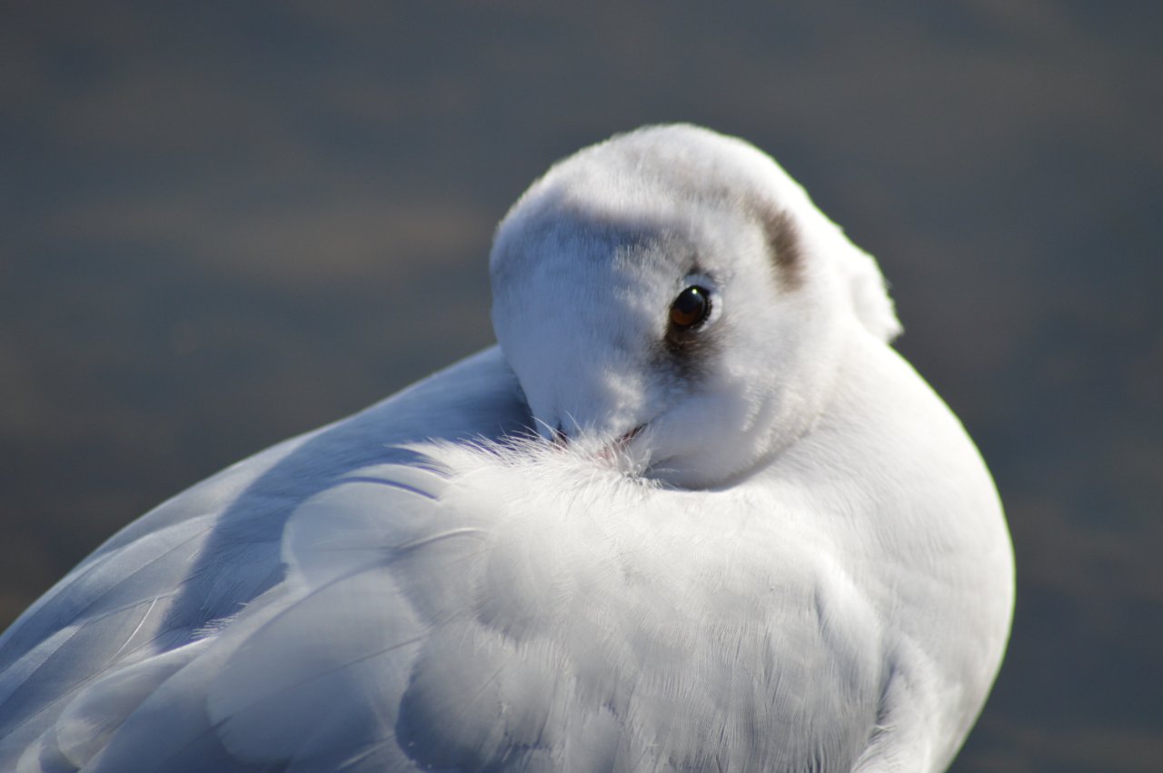 Photo of Black-tailed Gull at 千波湖 by 鈴猫