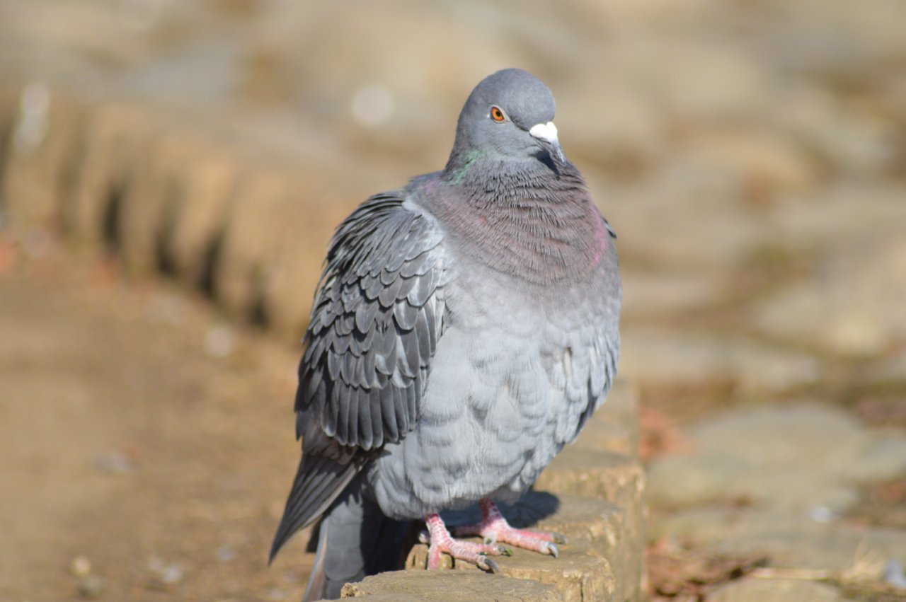 Photo of Rock Dove at 千波湖 by 鈴猫