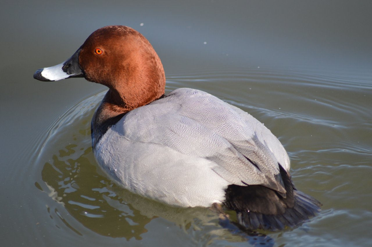 Photo of Common Pochard at 千波湖 by 鈴猫