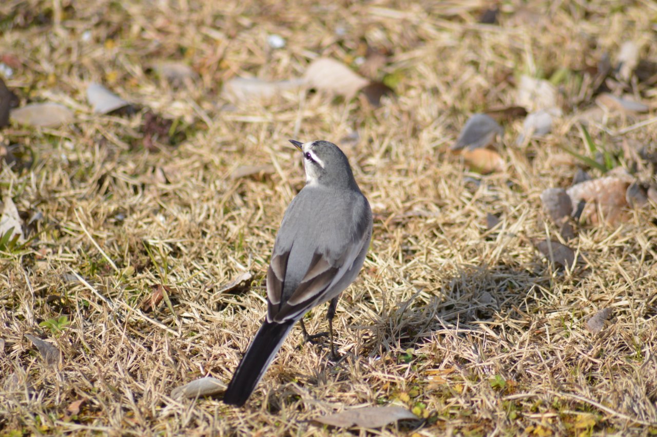 Photo of White Wagtail at 千波湖 by 鈴猫