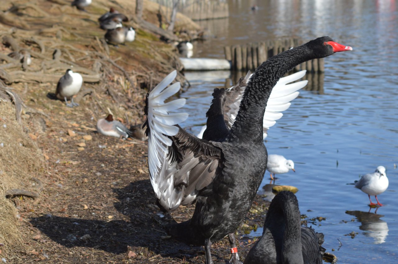 Photo of Black Swan at 千波湖 by 鈴猫