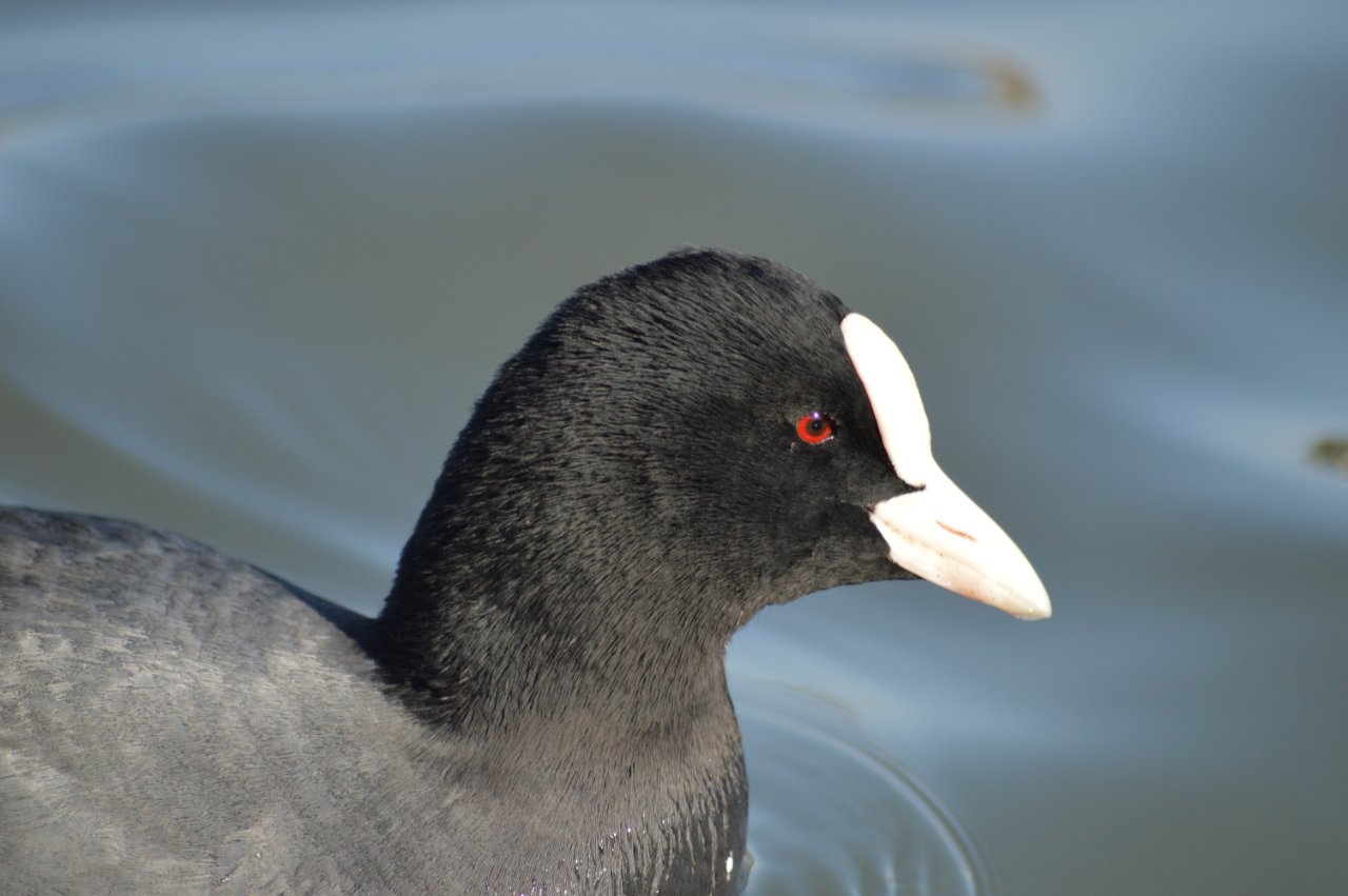 Photo of Eurasian Coot at 千波湖 by 鈴猫