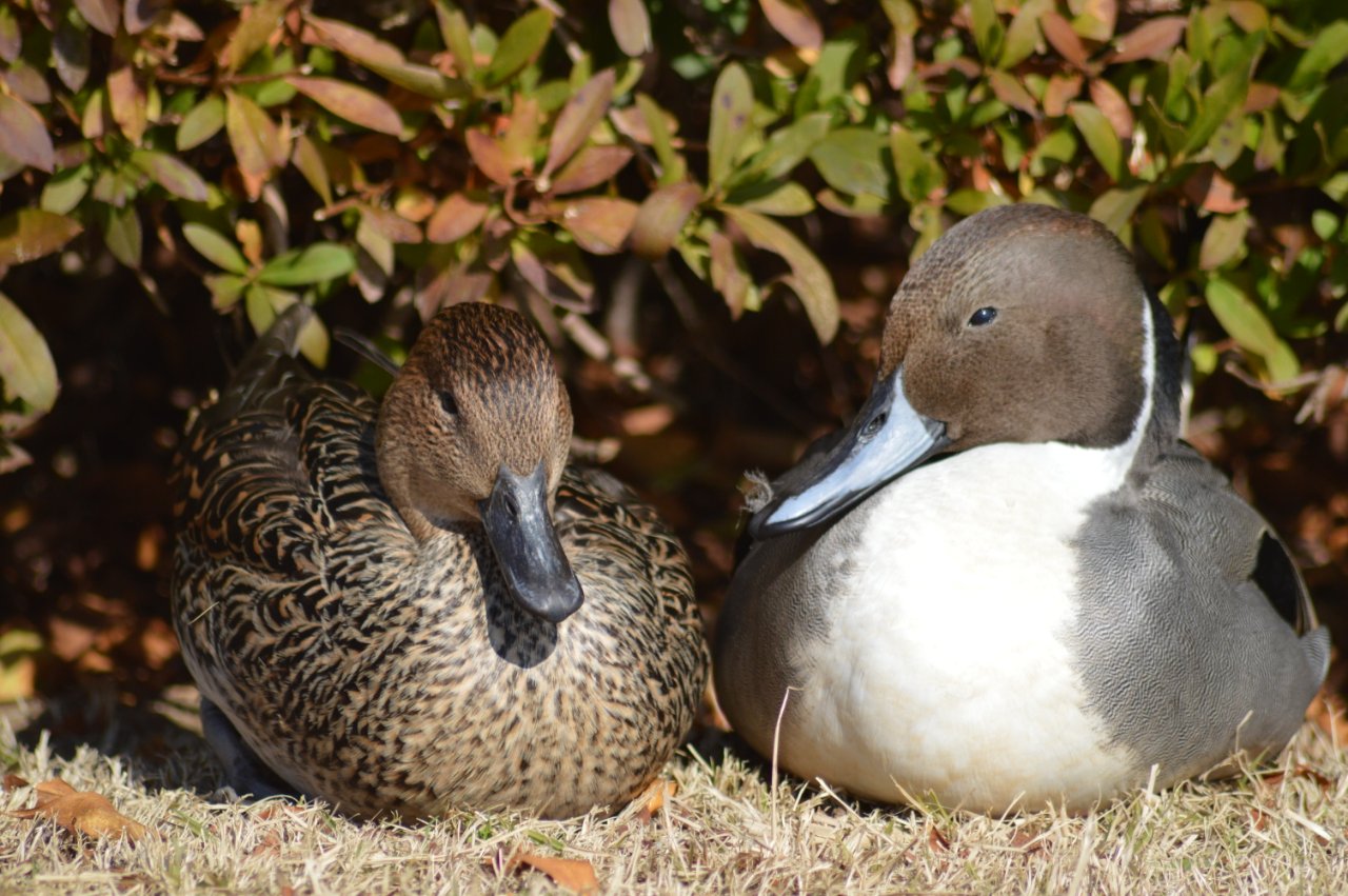 Photo of Northern Pintail at 千波湖 by 鈴猫