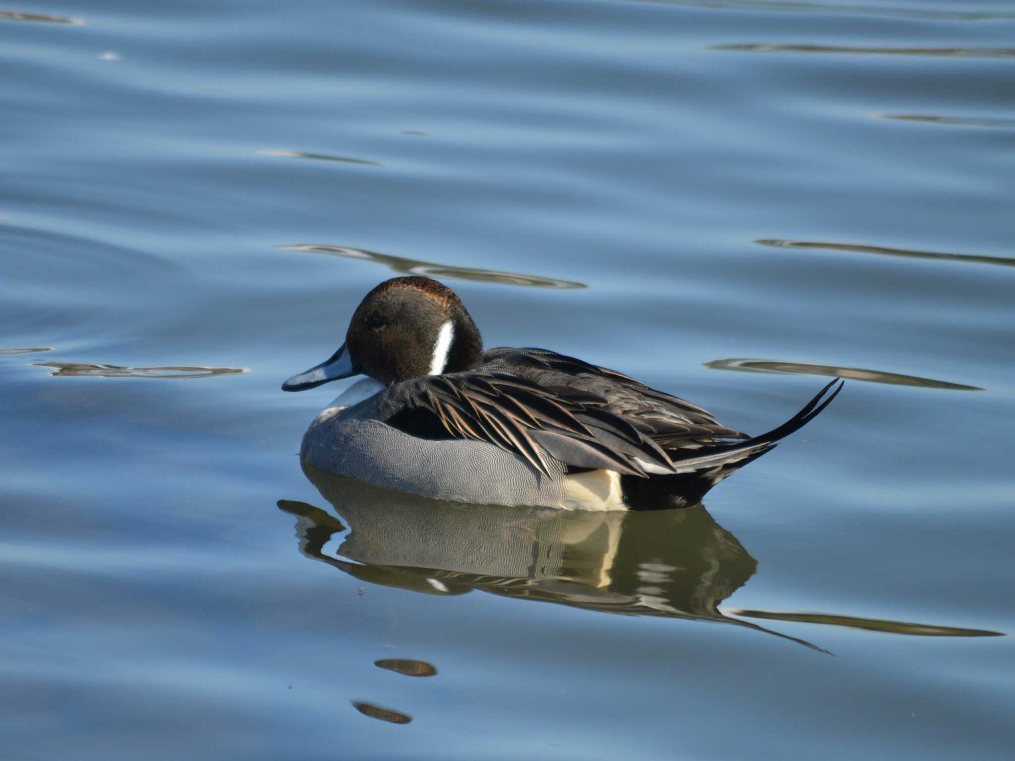 Photo of Northern Pintail at 千波湖 by 鈴猫