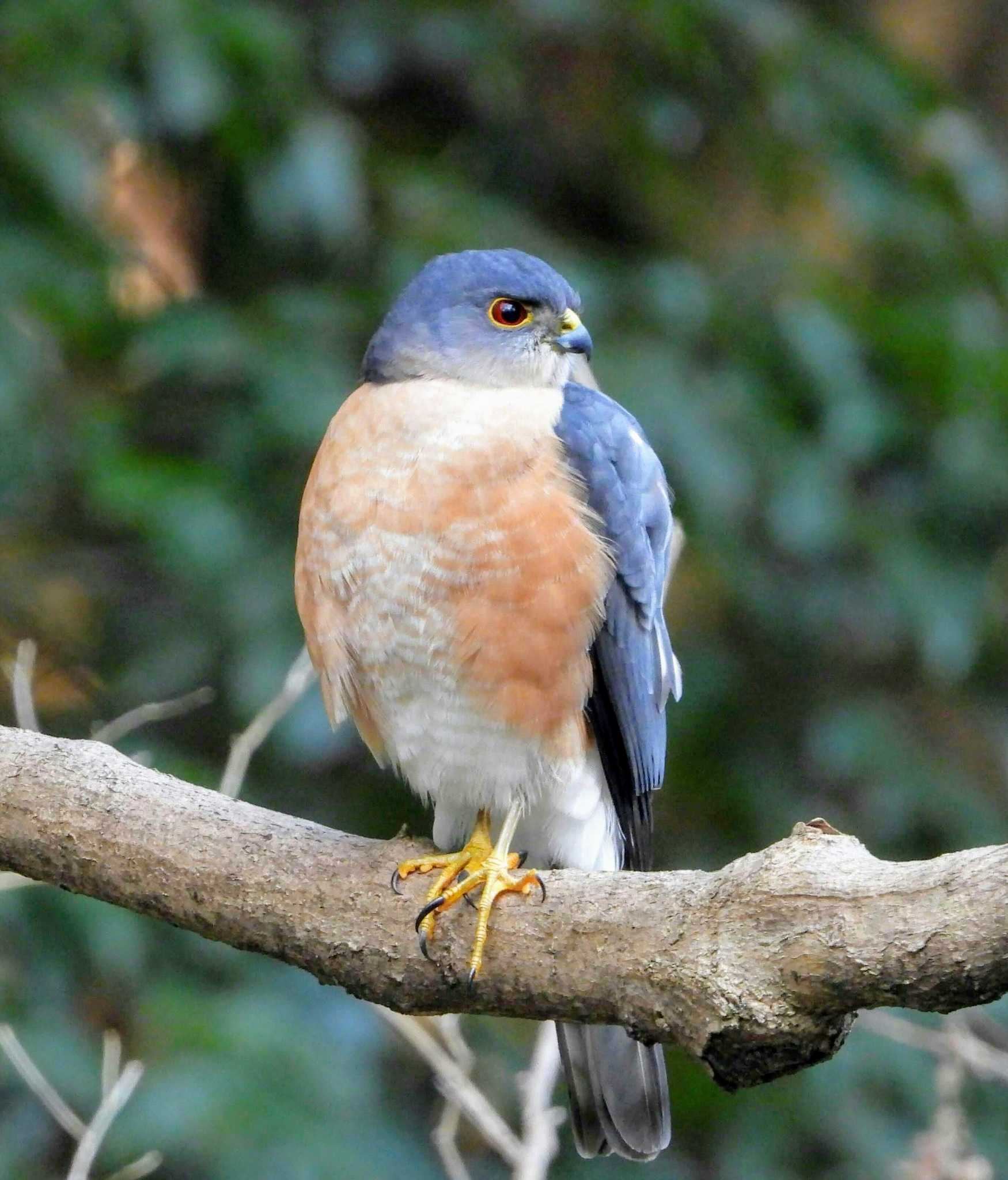 Photo of Japanese Sparrowhawk at Higashitakane Forest park by サジタリウスの眼