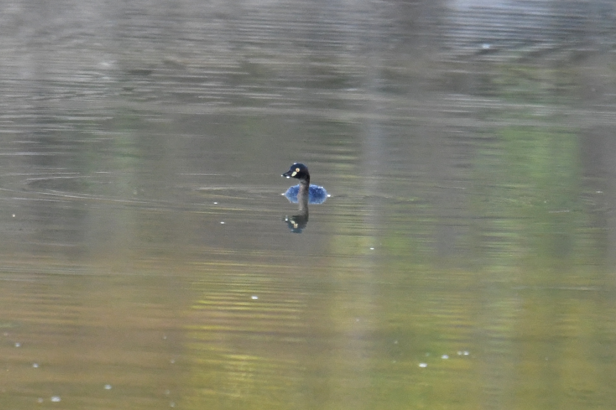 Australasian Grebe