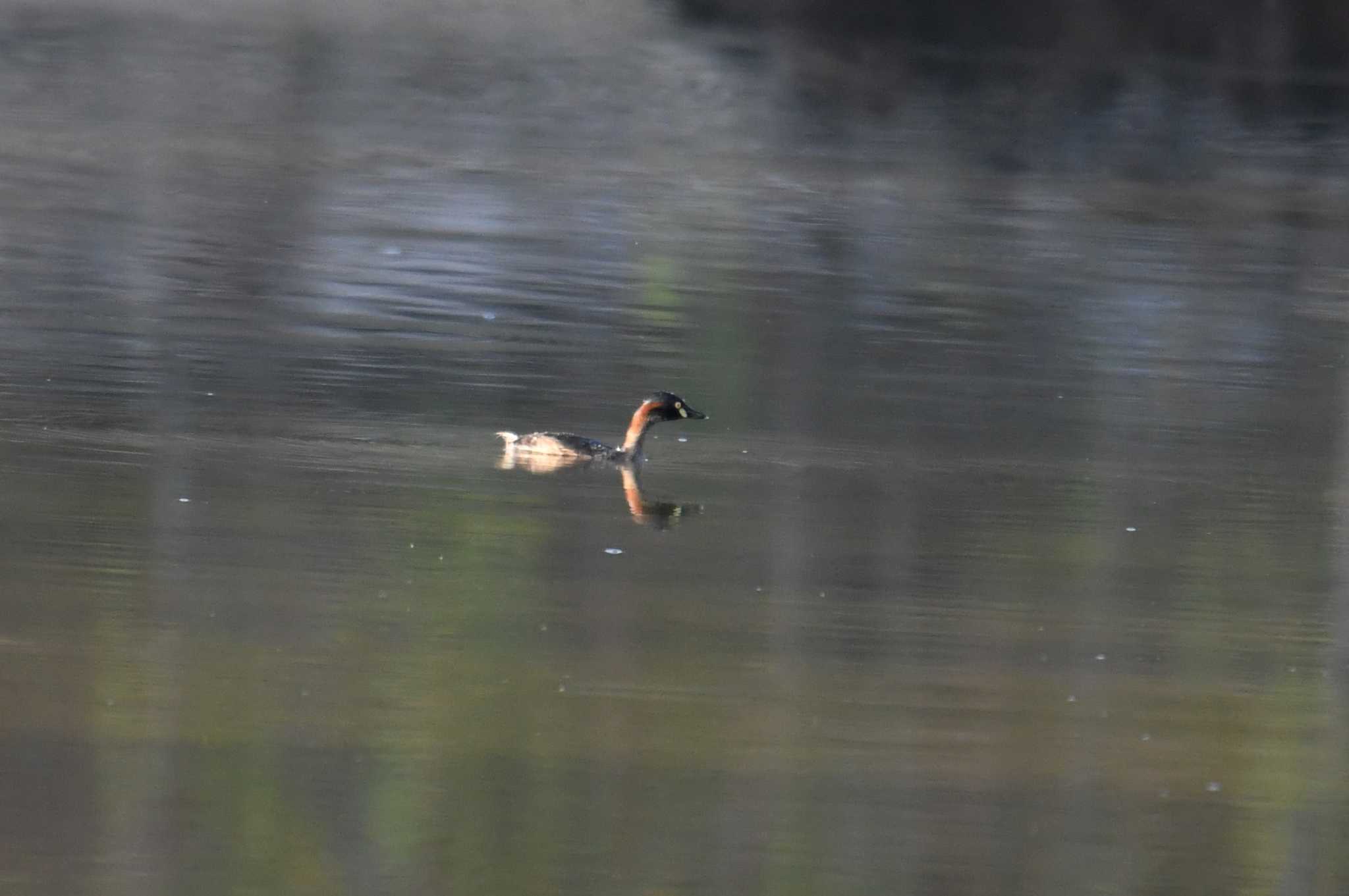 Photo of Australasian Grebe at オーストラリア by あひる