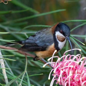 Sun, 12/29/2019 Birding report at O'Reilly's Rainforest Retreat