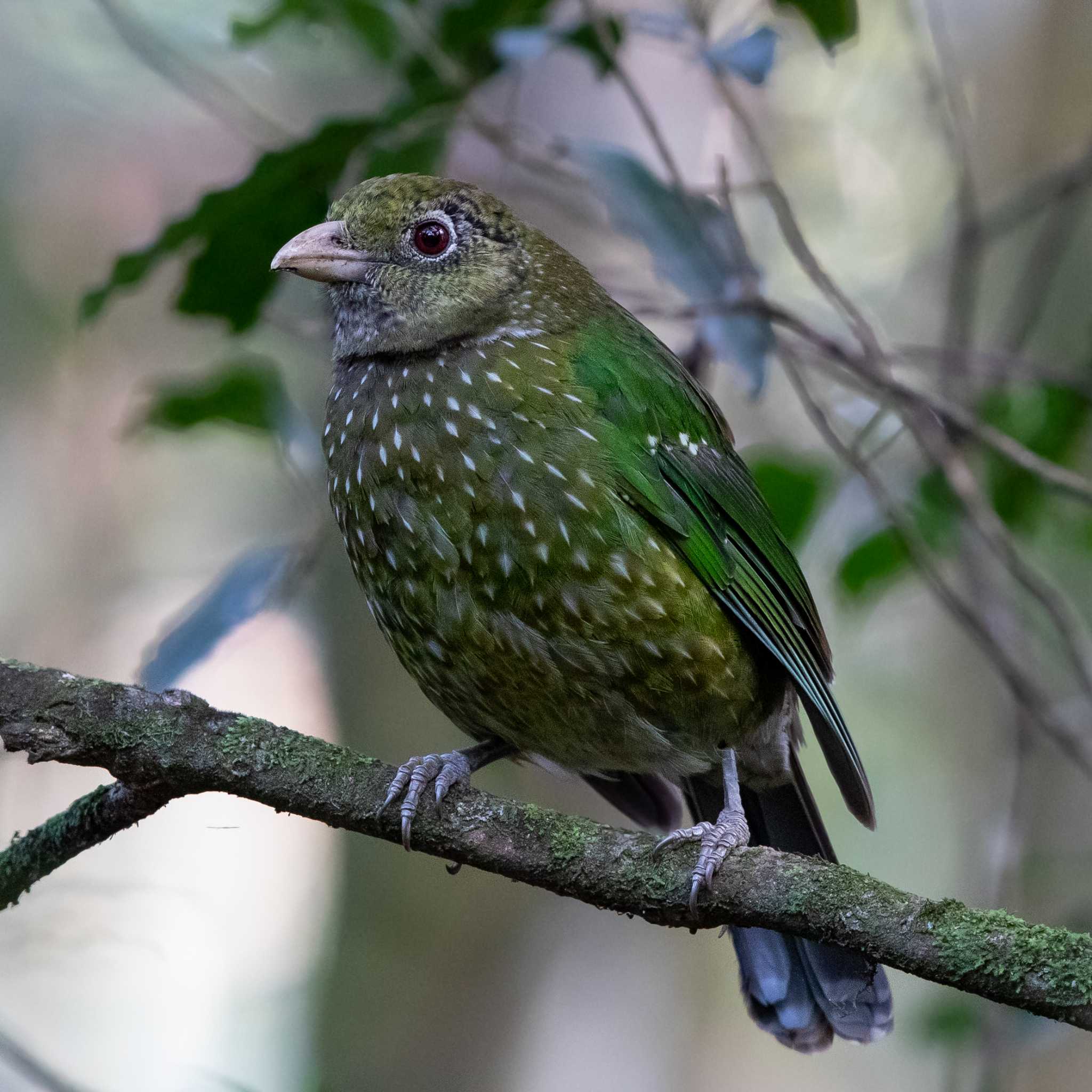 Green Catbird