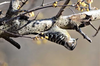 Japanese Pygmy Woodpecker Mine Park Tue, 1/14/2020