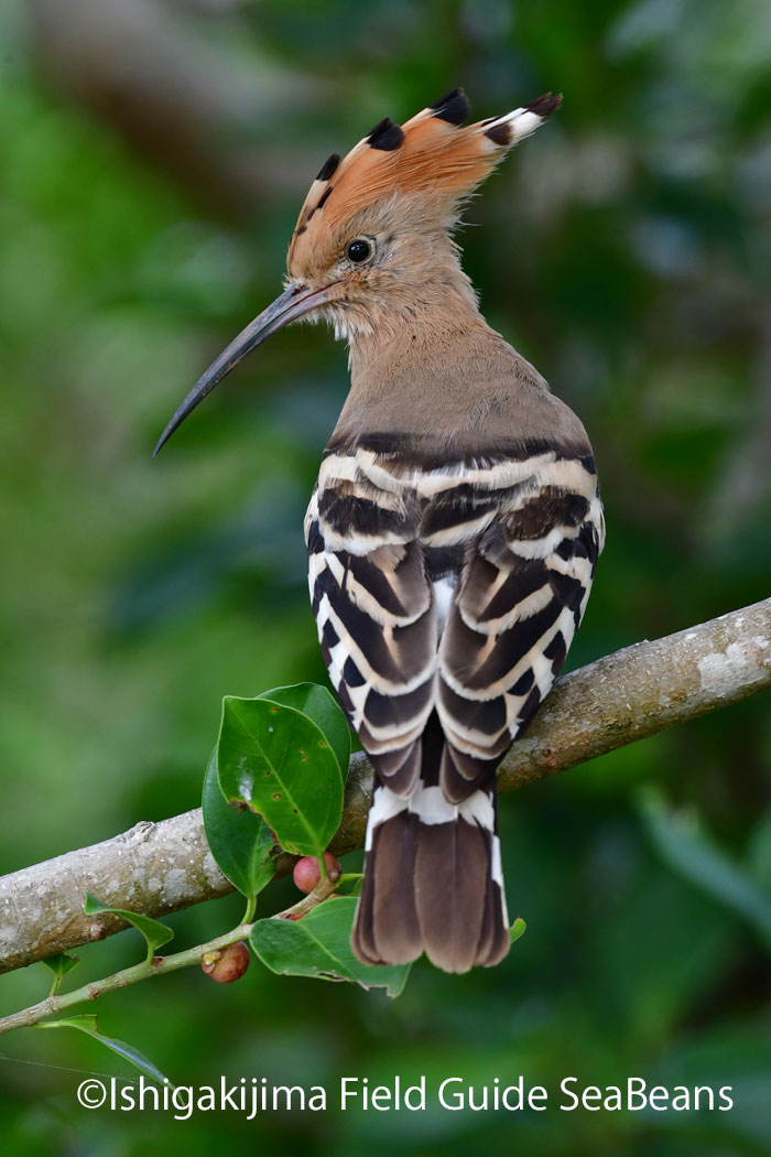 Photo of Eurasian Hoopoe at Ishigaki Island by 石垣島バードウオッチングガイドSeaBeans