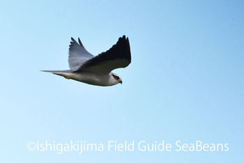 カタグロトビ 石垣島 2020年1月13日(月)