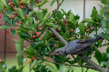 Blue Rock Thrush 長崎県長崎市 Mon, 1/13/2020