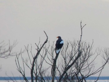 2020年1月13日(月) 鵡川河口の野鳥観察記録