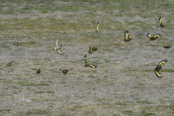 カワラヒワ 多摩川 2020年1月12日(日)