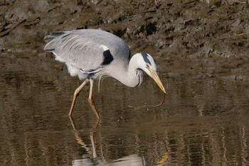 Grey Heron 荒川生物生態園(東京都板橋区) Tue, 1/14/2020