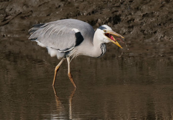 Grey Heron 荒川生物生態園(東京都板橋区) Tue, 1/14/2020