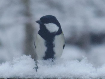 Japanese Tit 長野県軽井沢町 Wed, 1/15/2020