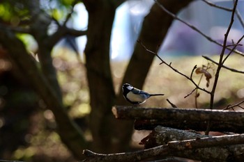 Japanese Tit 大分県竹田市飛田川 Wed, 1/15/2020