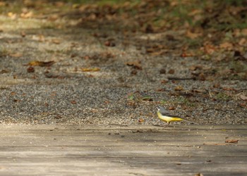 Grey Wagtail Unknown Spots Mon, 10/28/2019