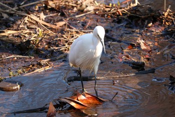 2020年1月13日(月) 三ツ池公園(横浜市鶴見区)の野鳥観察記録