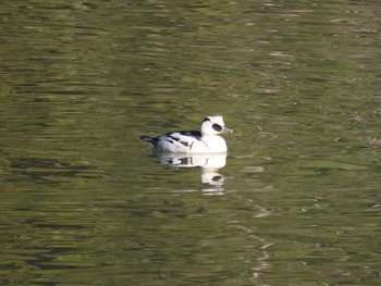 Smew 千葉県 Mon, 1/13/2020