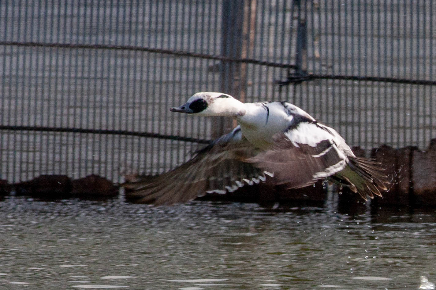 Photo of Smew at 奈良市水上池 by veritas_vita