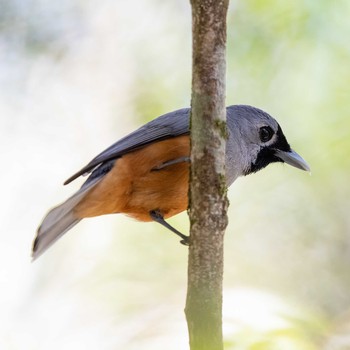 Black-faced Monarch O'Reilly's Rainforest Retreat Sun, 12/29/2019