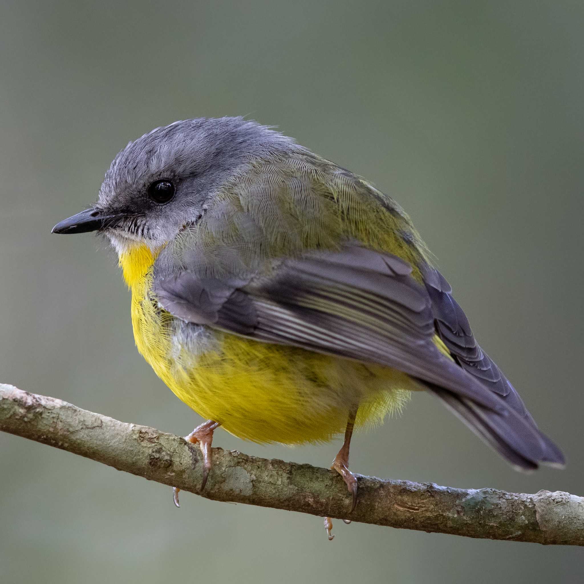 Photo of Eastern Yellow Robin at O'Reilly's Rainforest Retreat by Trio