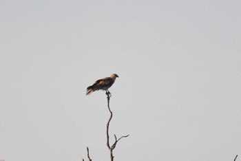 Whistling Kite オーストラリア Mon, 10/14/2019