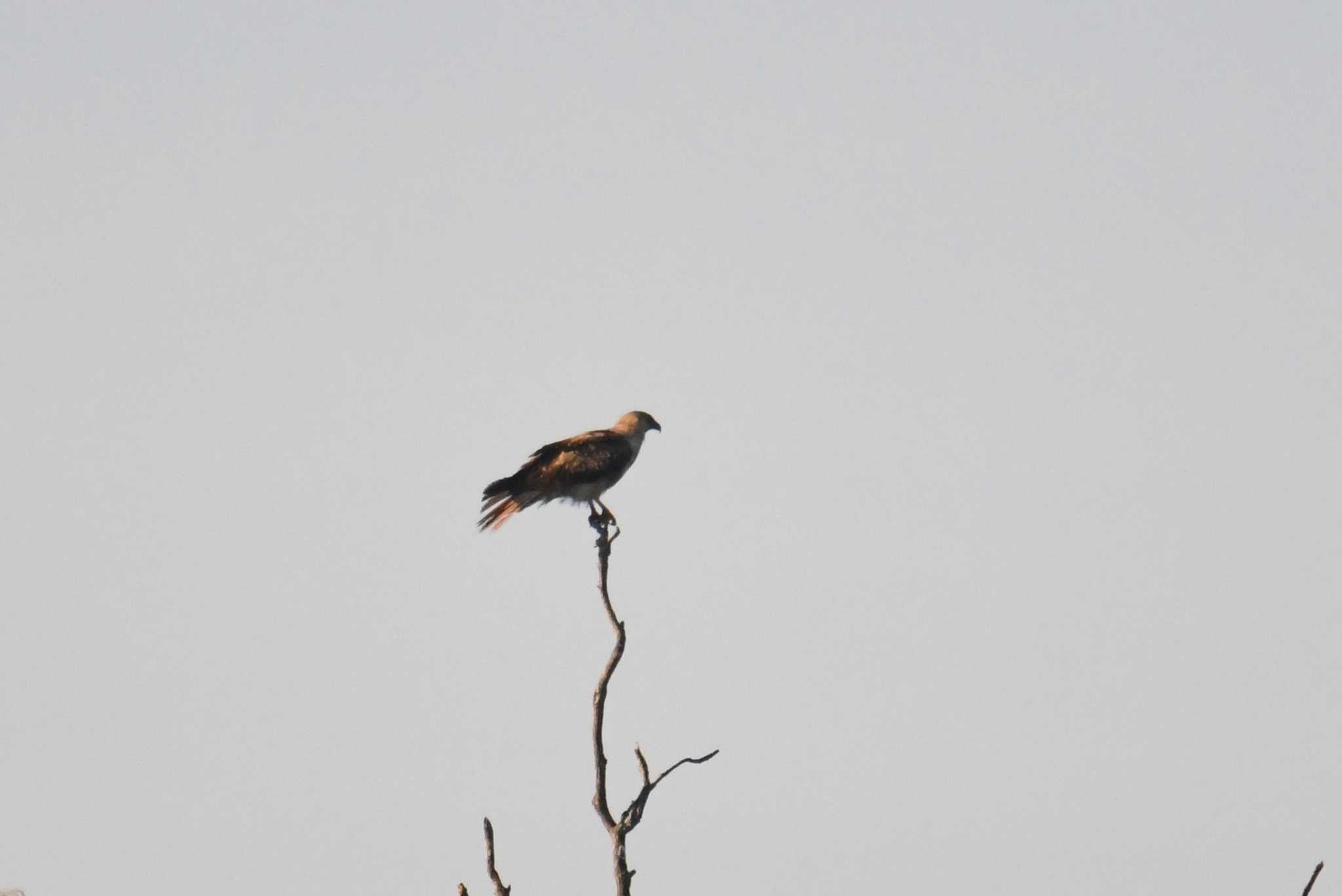 Whistling Kite