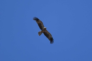 Whistling Kite オーストラリア Sun, 10/13/2019