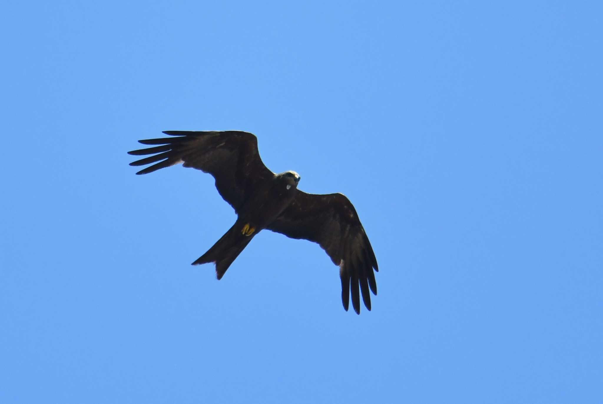 Black Kite