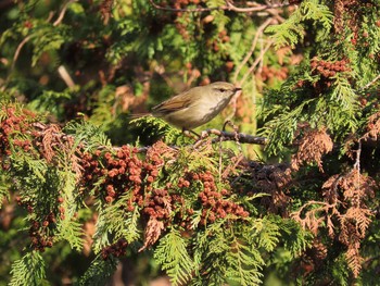 Japanese Bush Warbler 千葉県 Tue, 1/14/2020