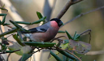 Eurasian Bullfinch(rosacea) 東京都多摩地域 Fri, 1/10/2020