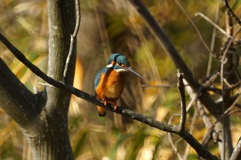 Common Kingfisher Kodomo Shizen Park Mon, 1/13/2020