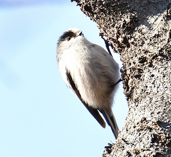 Long-tailed Tit Maioka Park Wed, 1/15/2020