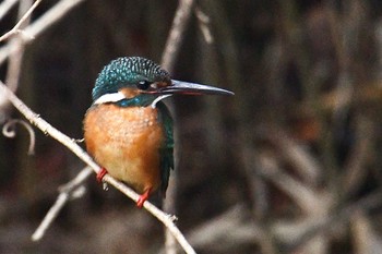 カワセミ 舞岡公園 2020年1月15日(水)