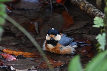 Varied Tit Maioka Park Wed, 1/15/2020