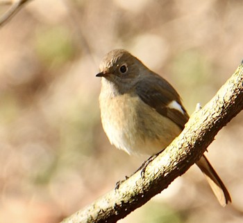 Daurian Redstart Maioka Park Wed, 1/15/2020