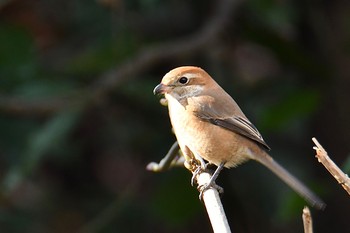 Bull-headed Shrike Maioka Park Wed, 1/15/2020